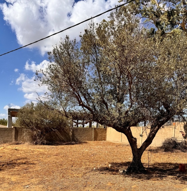 La Soukra Chotrana 1 Terrain Terrain nu Terrain 438m chotrana 1