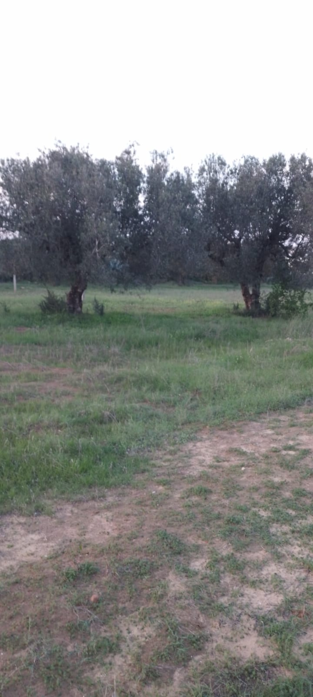 Hammamet Sidi Hmed Terrain Terrain agricole Bleu individuell