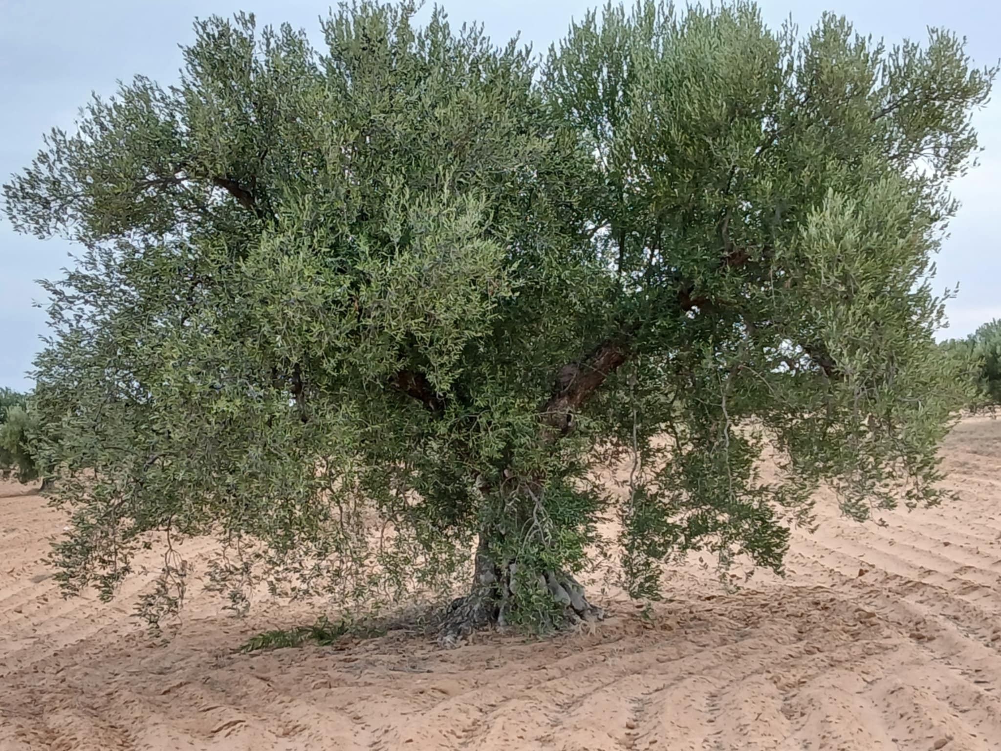 Sfax Sud Sidi Abbes Terrain Terrain agricole Terrain agricole  sfax