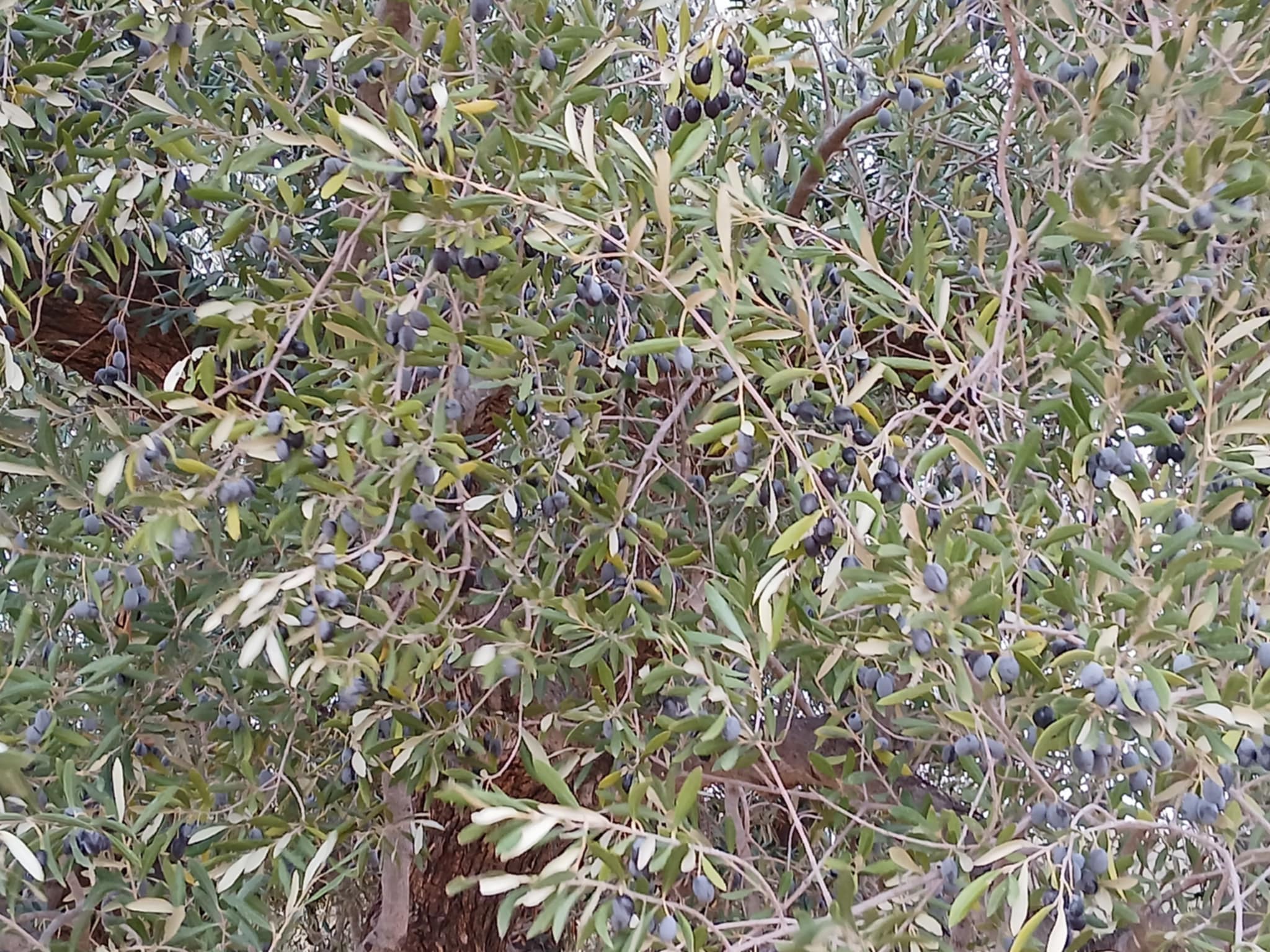 Sfax Sud Sidi Abbes Terrain Terrain agricole Terrain agricole  sfax