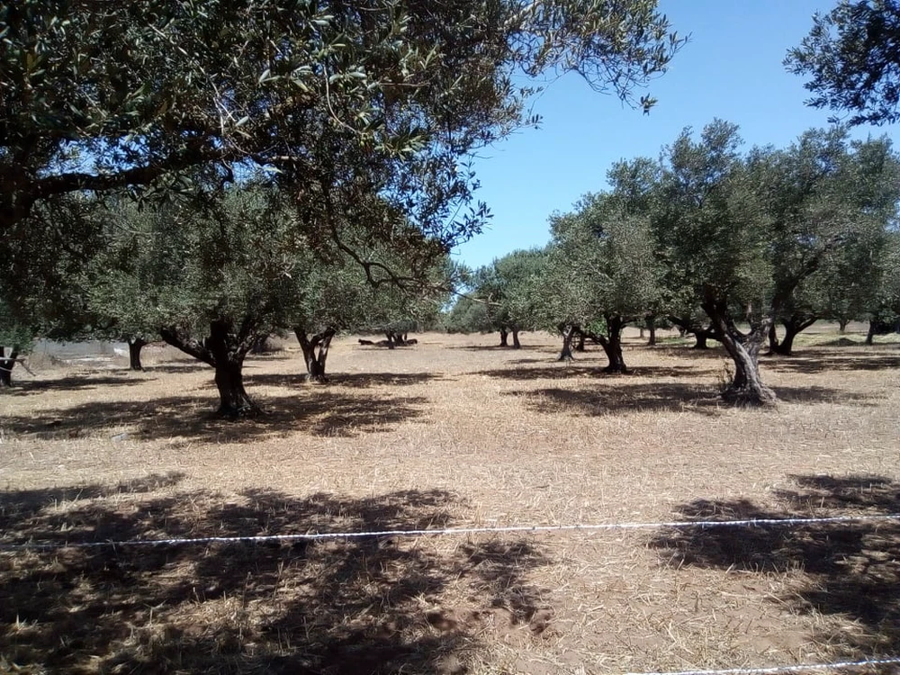 Menzel Temime Sidi Jameleddine Vente Surfaces Terrain ferme