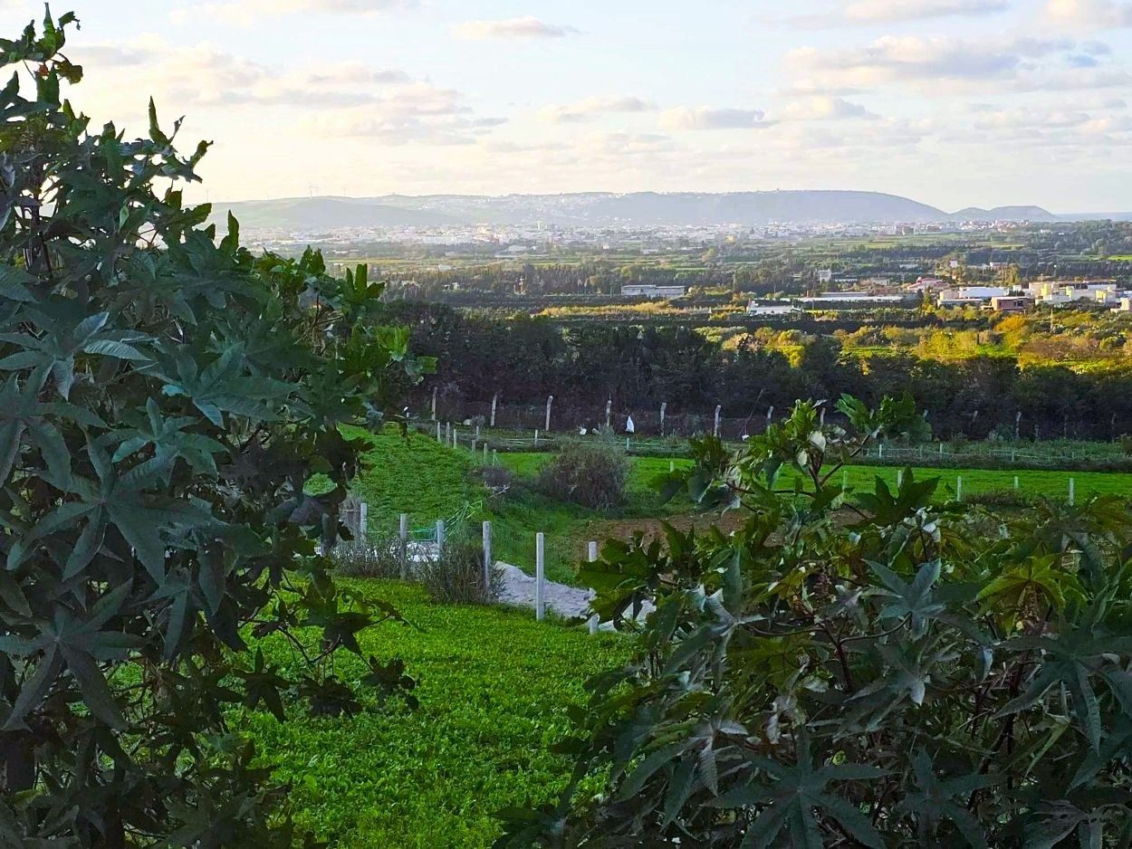 Ras Jebel&nbsp;Sounine&nbsp;Terrain&nbsp;Terrain nu&nbsp;Terrain 970 m2 � sounine vue mer nature