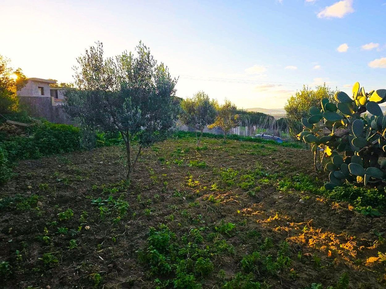 Ras Jebel&nbsp;Sounine&nbsp;Terrain&nbsp;Terrain nu&nbsp;Terrain 970 m2 � sounine vue mer nature