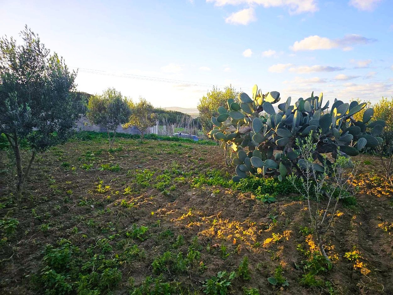 Ras Jebel&nbsp;Rafraf&nbsp;Terrain&nbsp;Terrain nu&nbsp;Terrain 972 m2 � rafraf sounine