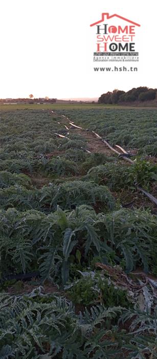 Mejez El Bab&nbsp;Mejez El Bab&nbsp;Terrain&nbsp;Terrain agricole&nbsp;Terrain agricole arvion � mjez el beb