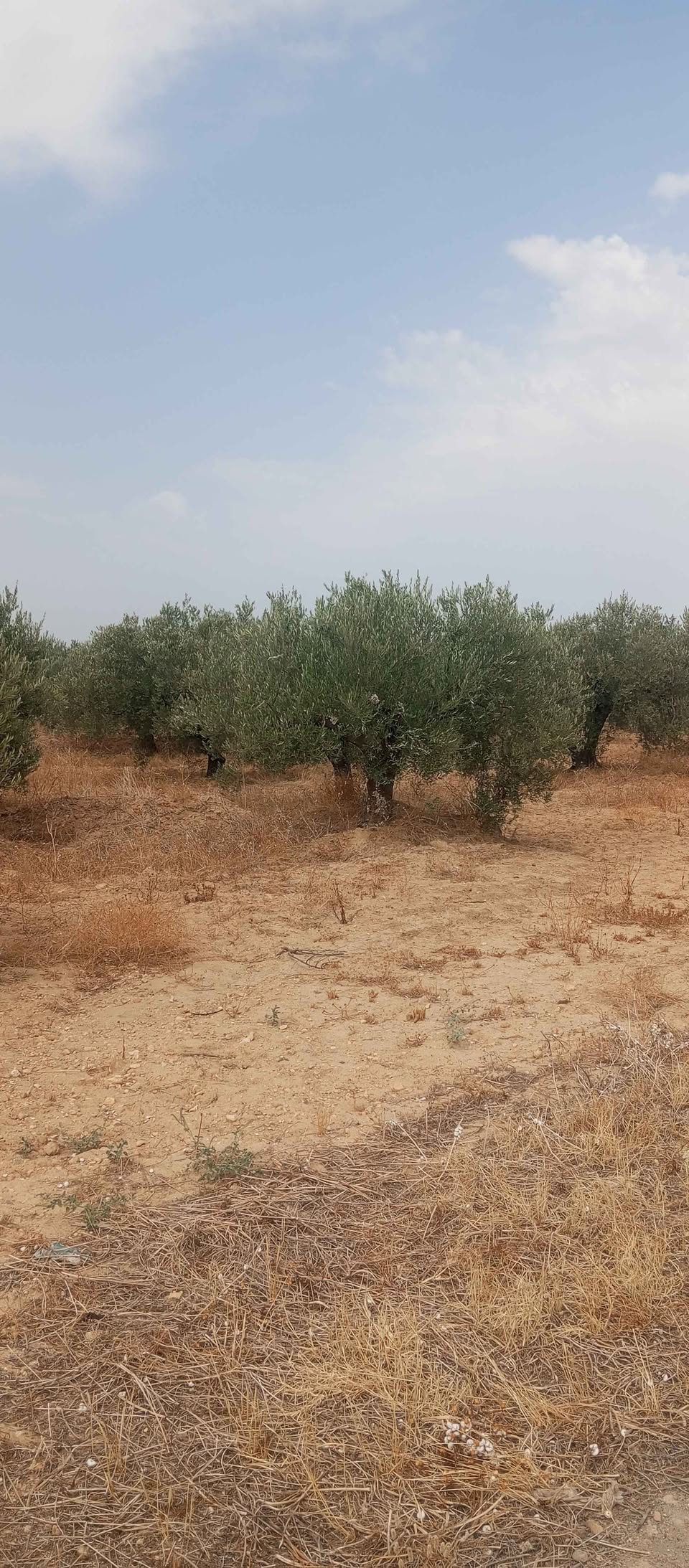 Mornag&nbsp;El Gounna&nbsp;Terrain&nbsp;Terrain agricole&nbsp;Mornag prix important