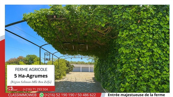 Menzel Bouzelfa&nbsp;Menzel Bouzelfa&nbsp;Terrain&nbsp;Terrain agricole&nbsp;Terrain agricole d agrumes de 5 ha