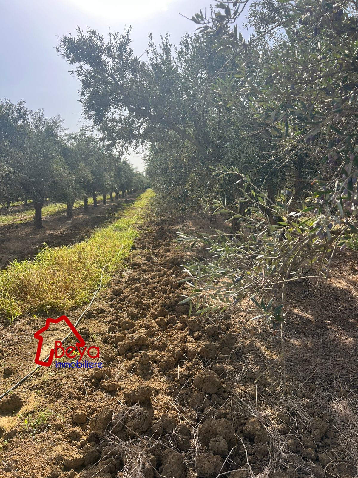 Soliman&nbsp;Bou Charray&nbsp;Terrain&nbsp;Terrain agricole&nbsp;Terrain mennena vtm086