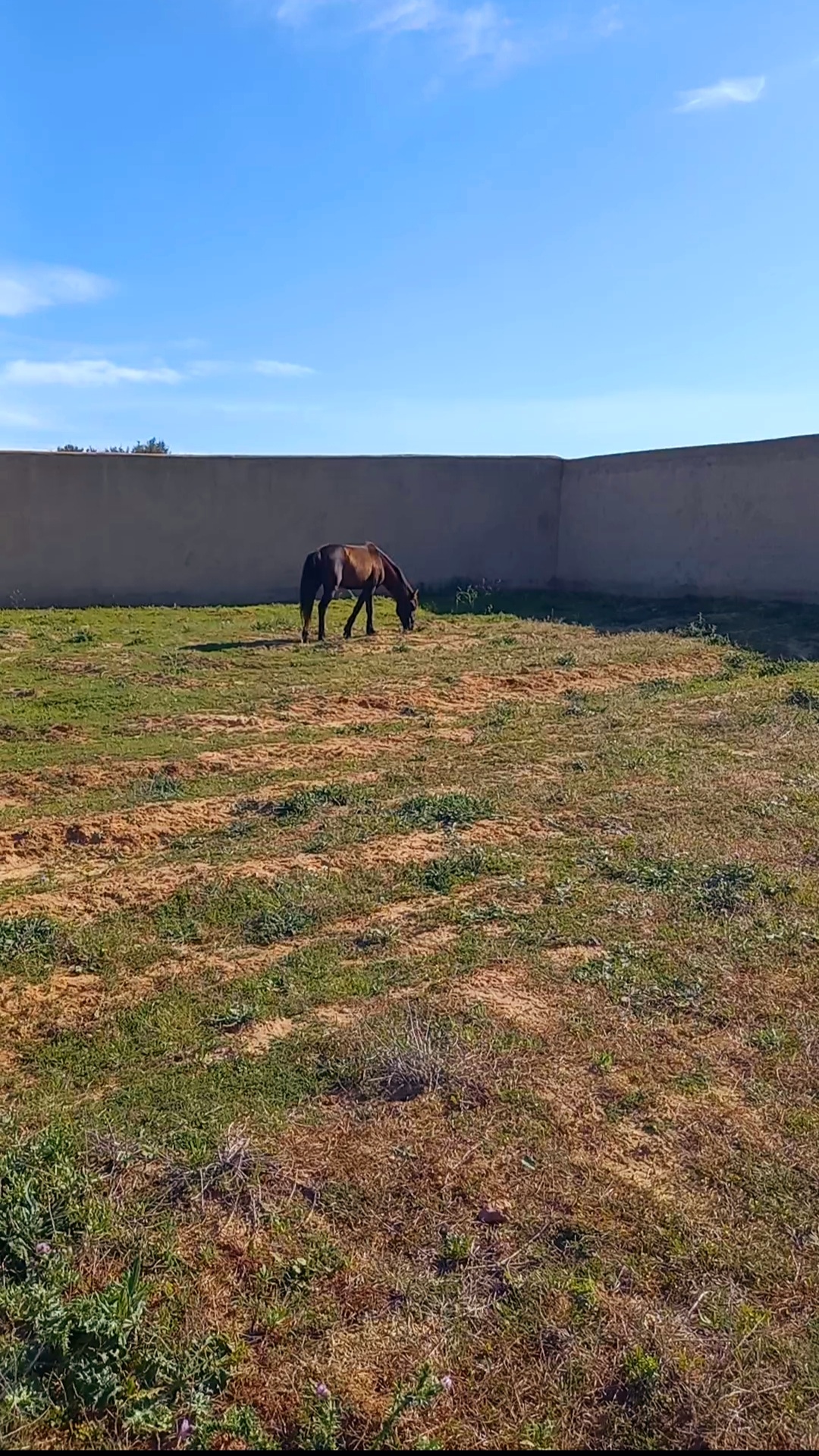 Hammamet&nbsp;Sidi Jedidi&nbsp;Terrain&nbsp;Terrain agricole&nbsp;Terrain � hammamet 8200m