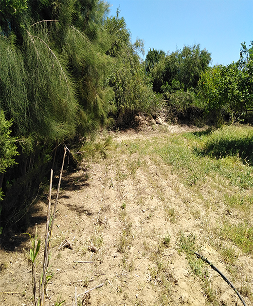 Ras Jebel&nbsp;Ras Jebel&nbsp;Terrain&nbsp;Terrain agricole&nbsp;Terrain rasjbal