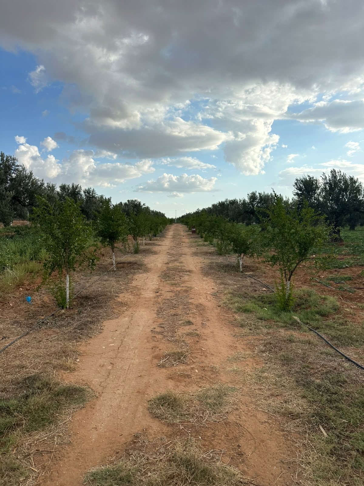 Kalaa El Kebira&nbsp;Kalaa El Kebira&nbsp;Terrain&nbsp;Terrain agricole&nbsp;Terrain agricole prix attractif