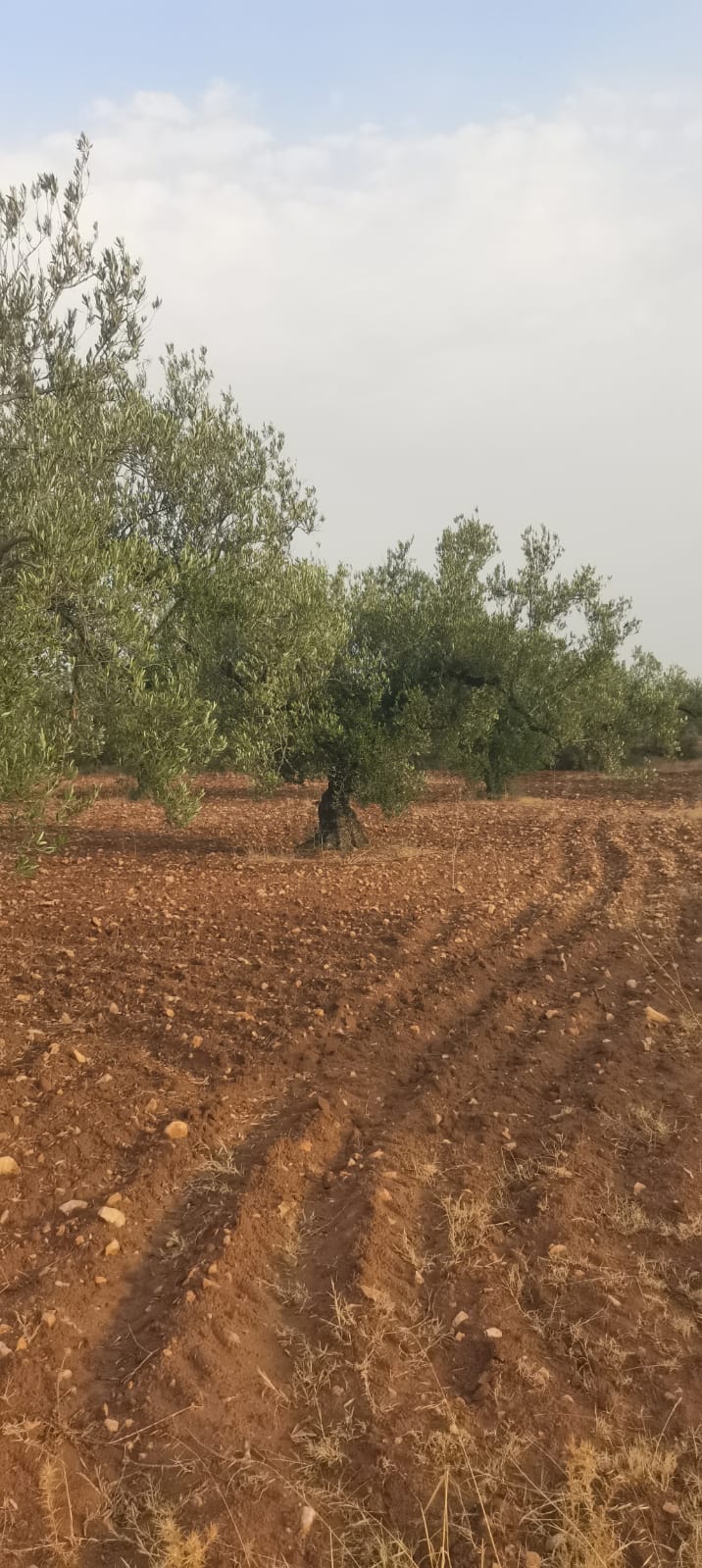 Sidi Bou Ali&nbsp;Sidi Bou Ali&nbsp;Terrain&nbsp;Terrain agricole&nbsp;Petite sania