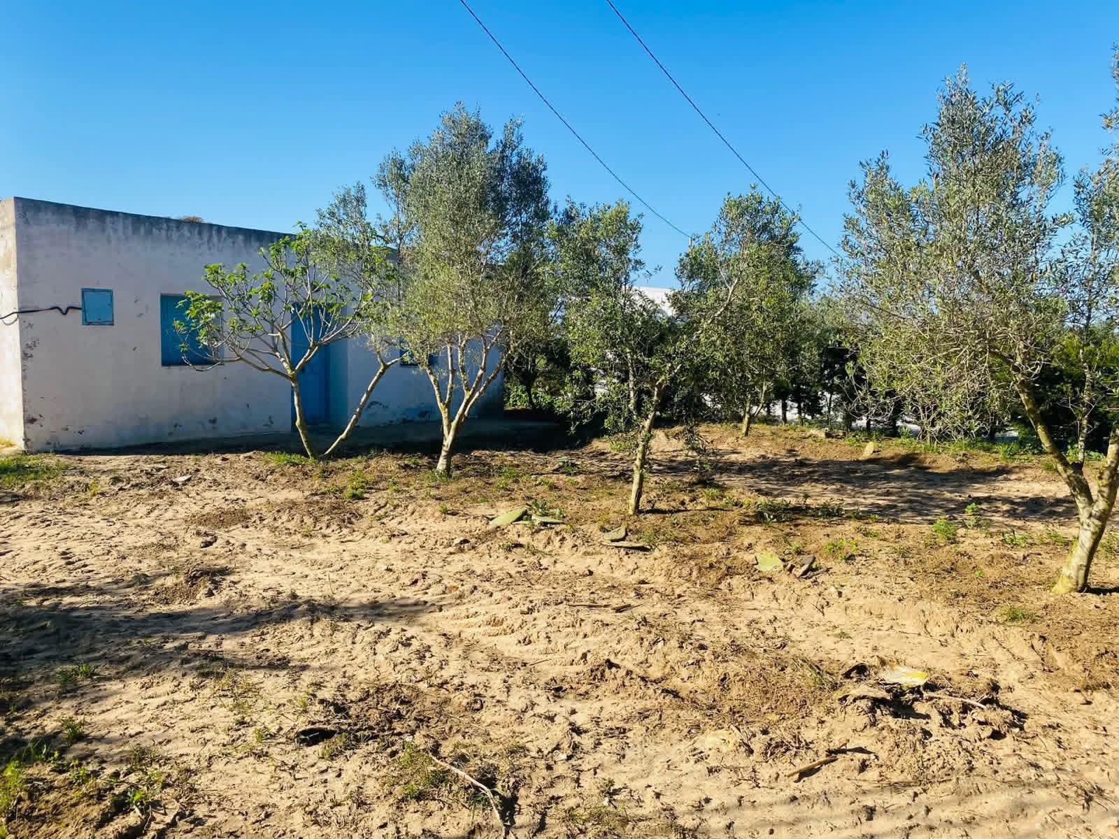 Hammam El Ghezaz&nbsp;Tamazrat&nbsp;Terrain&nbsp;Terrain agricole&nbsp;Senia a tamezrat hammem el ghzez